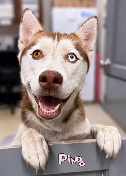 Ping, Adoptable, Adult Female Siberian Husky & Mixed Breed.