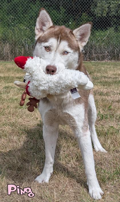 Enlarge Ping, a Adoptable mixed breed in Mason, MI image 2/3