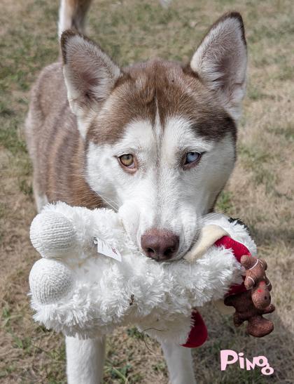 Enlarge Ping, a Adoptable mixed breed in Mason, MI image 3/3