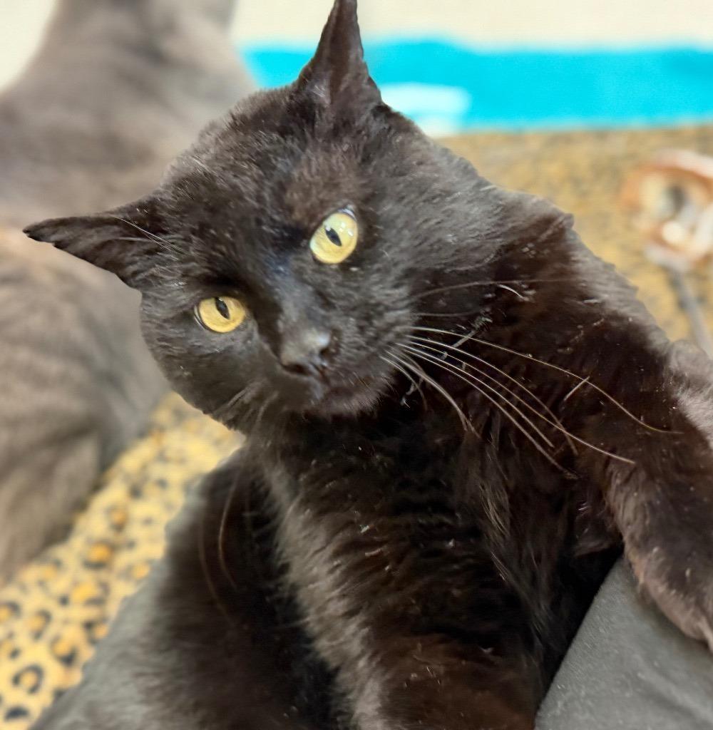 Flint, Adoptable, Adult Male Domestic Short Hair.