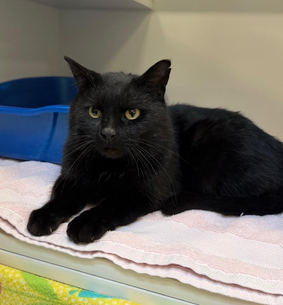 Flint, a Adoptable mixed breed in Columbia, IL image 2/4