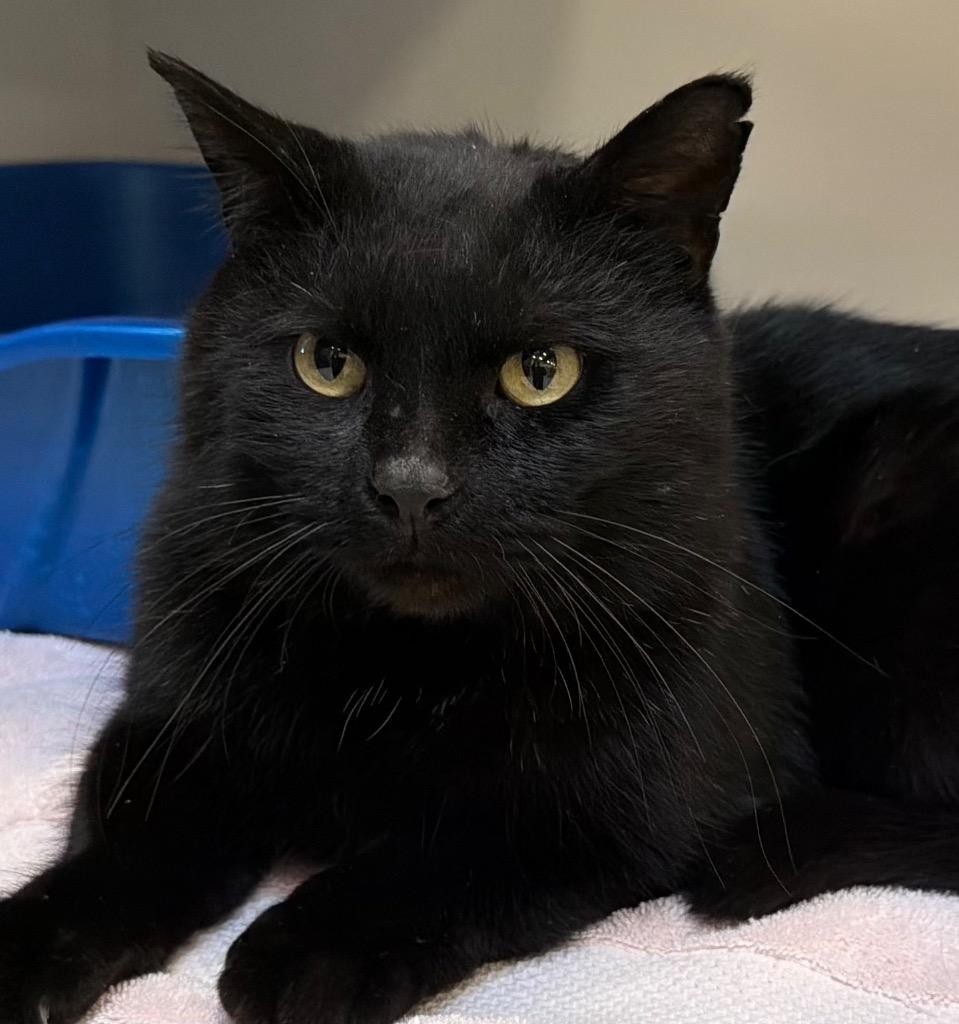 Flint, a Adoptable mixed breed in Columbia, IL image 4/4