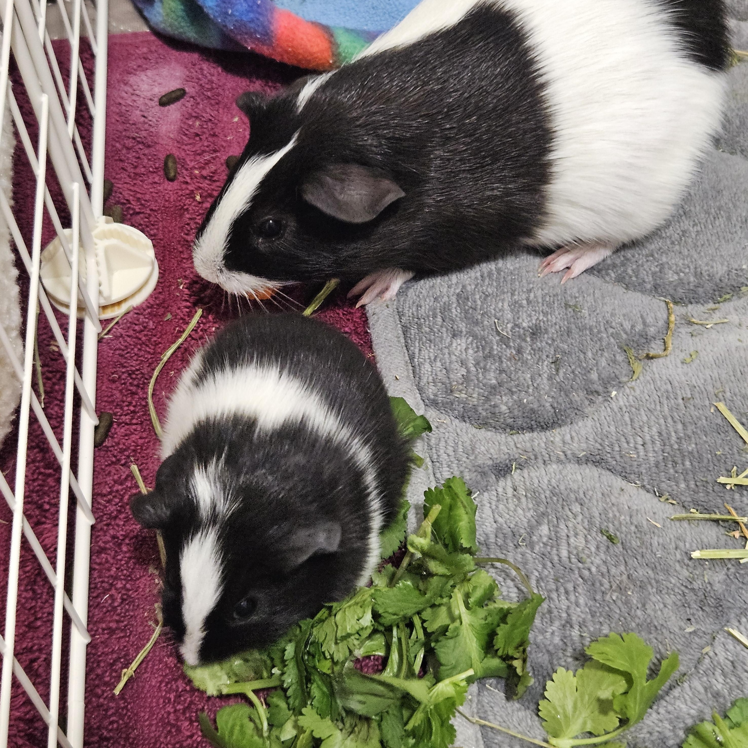 Enlarge Coral & Reef, an adopted Guinea Pig in Medfield, MA image 2/5
