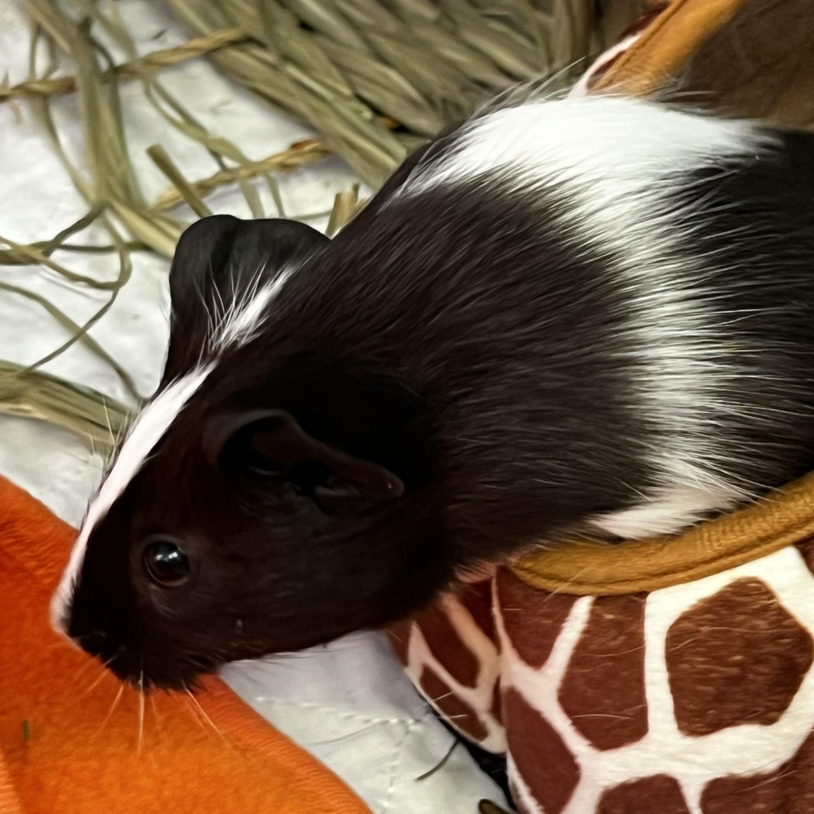 Enlarge Coral & Reef, an adopted Guinea Pig in Medfield, MA image 5/5