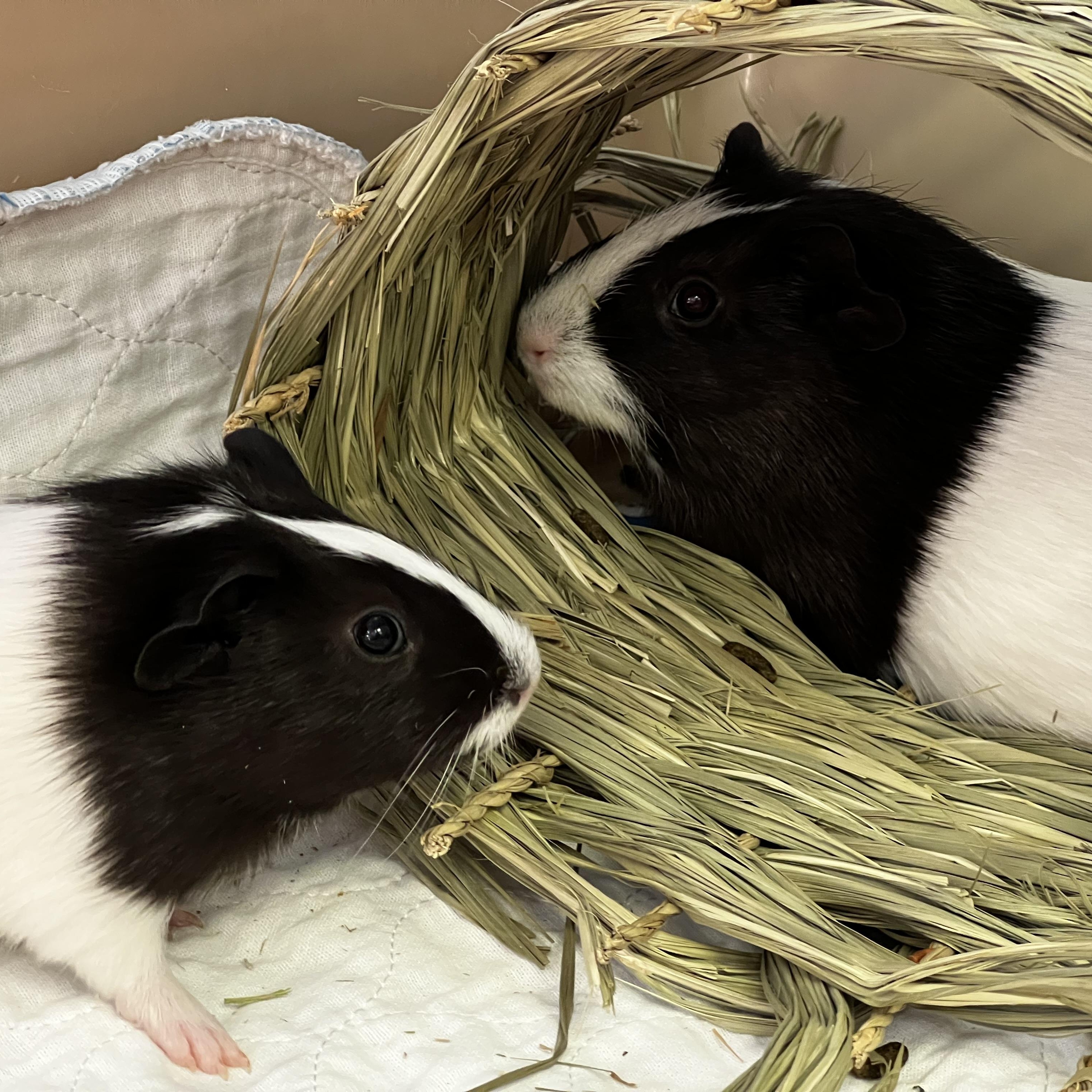 Enlarge Coral & Reef, an adopted Guinea Pig in Medfield, MA image 1/5