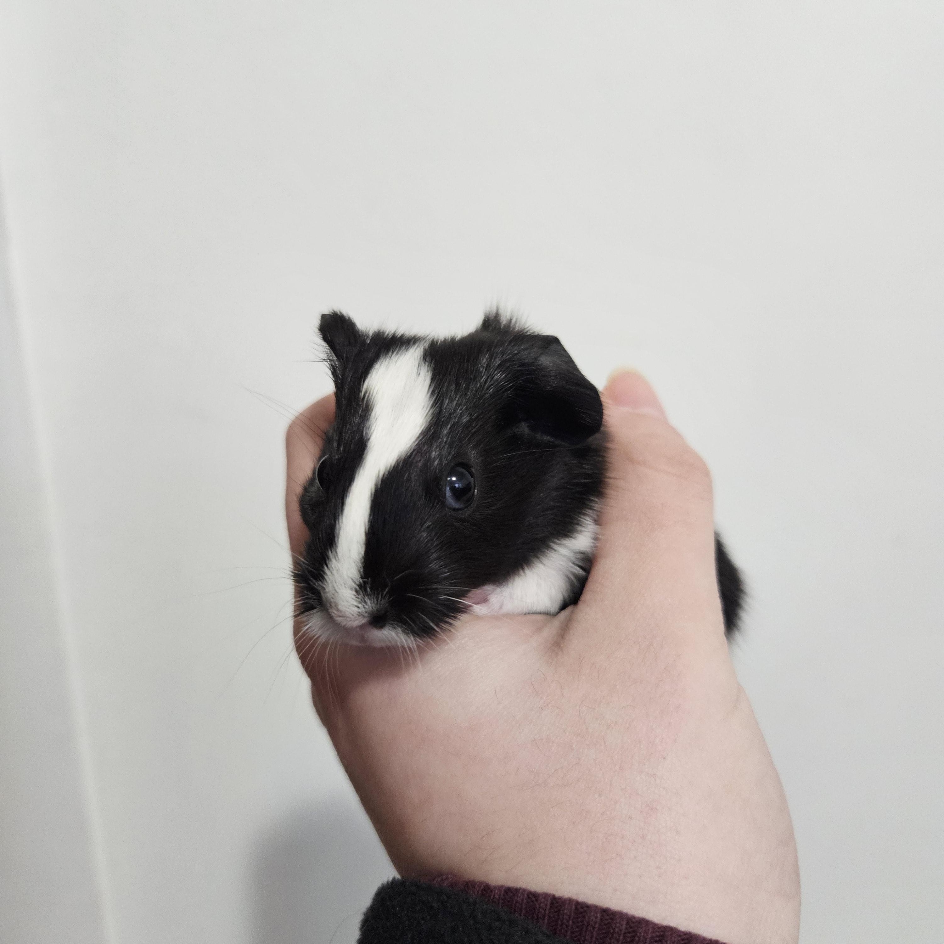 Enlarge Coral & Reef, an adopted Guinea Pig in Medfield, MA image 4/5
