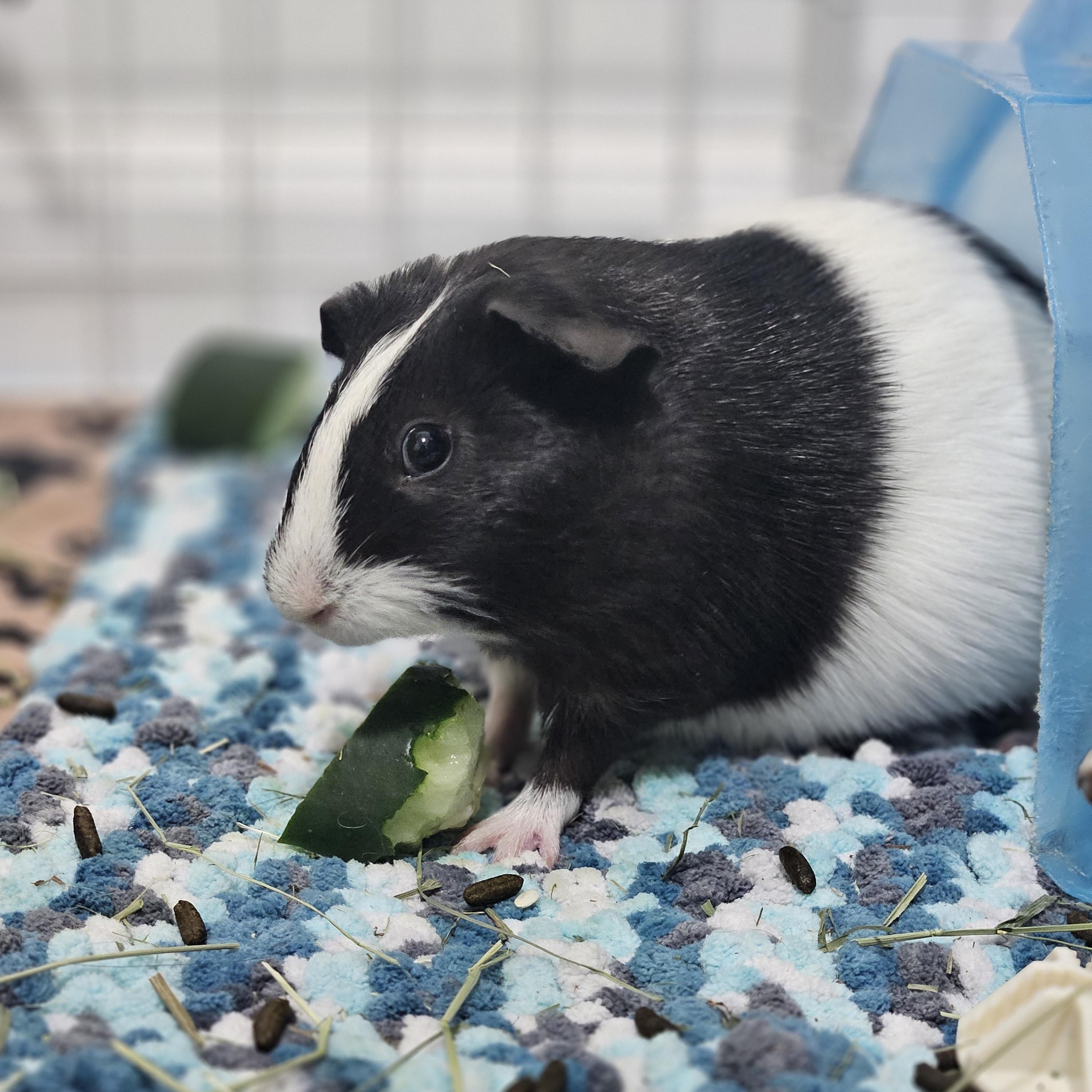 Enlarge Coral & Reef, an adopted Guinea Pig in Medfield, MA image 3/5