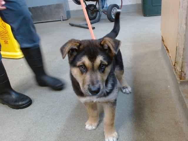 XANDER, Adoptable, Puppy Male Siberian Husky.