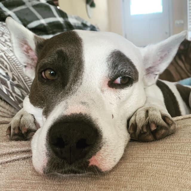 Ava Ariel, a Adoptable mixed breed in Roswell, GA image 3/15