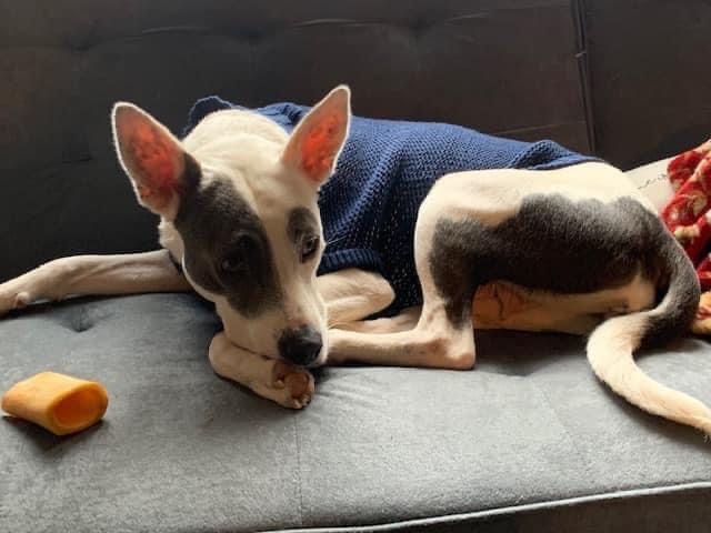 Ava Ariel, a Adoptable mixed breed in Roswell, GA image 4/15