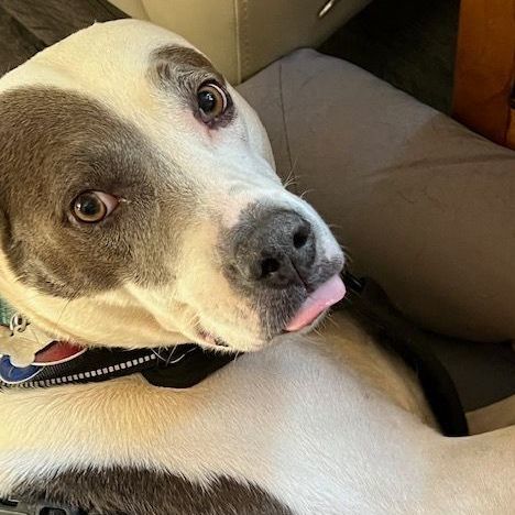 Ava Ariel, a Adoptable mixed breed in Roswell, GA image 5/15