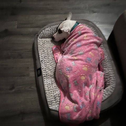 Ava Ariel, a Adoptable mixed breed in Roswell, GA image 6/15