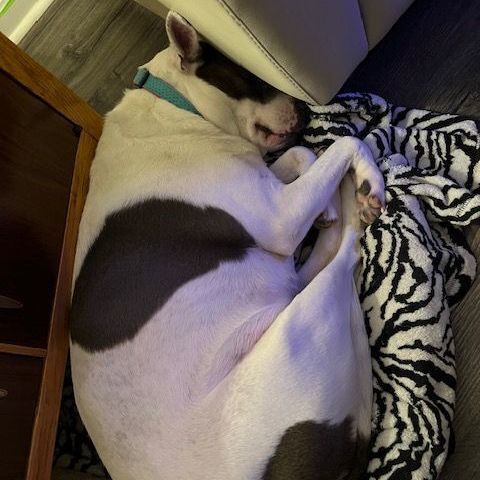 Enlarge Ava Ariel, a Adoptable mixed breed in Roswell, GA image 7/15