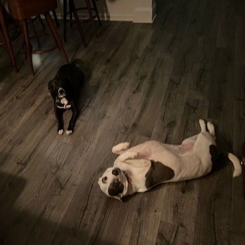 Enlarge Ava Ariel, a Adoptable mixed breed in Roswell, GA image 8/15