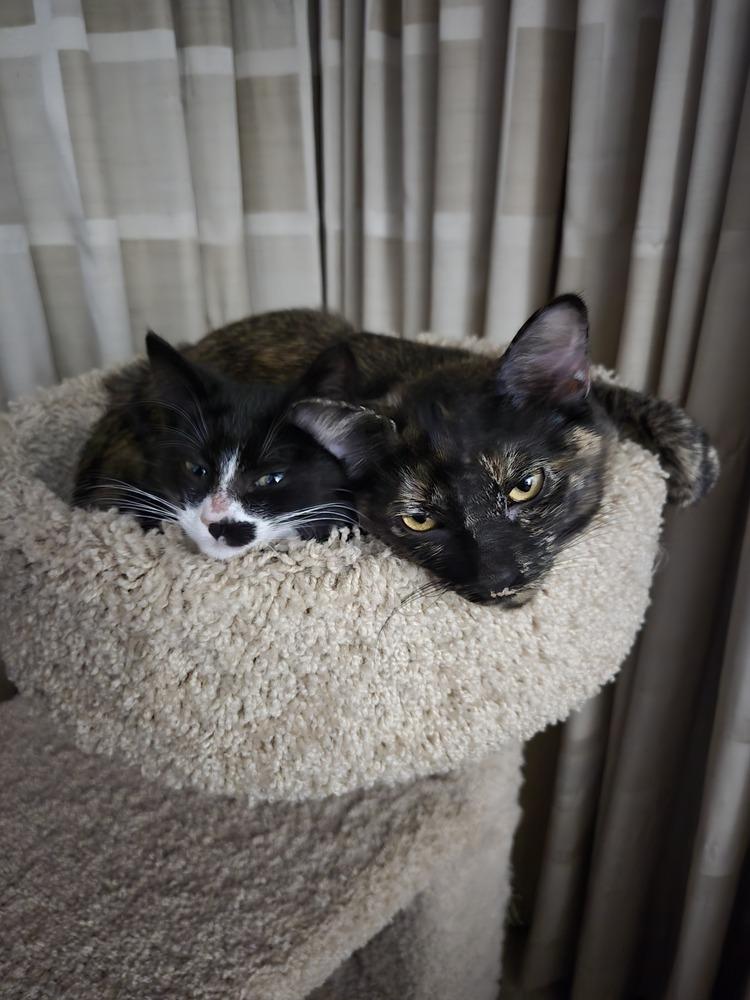 Panda Bear, Adoptable, Kitten Male Domestic Short Hair.