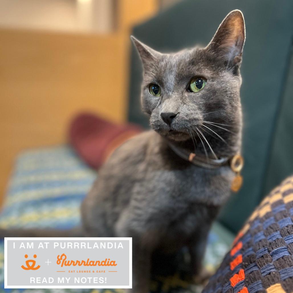 Wanda, Adoptable, Senior Female Domestic Short Hair.