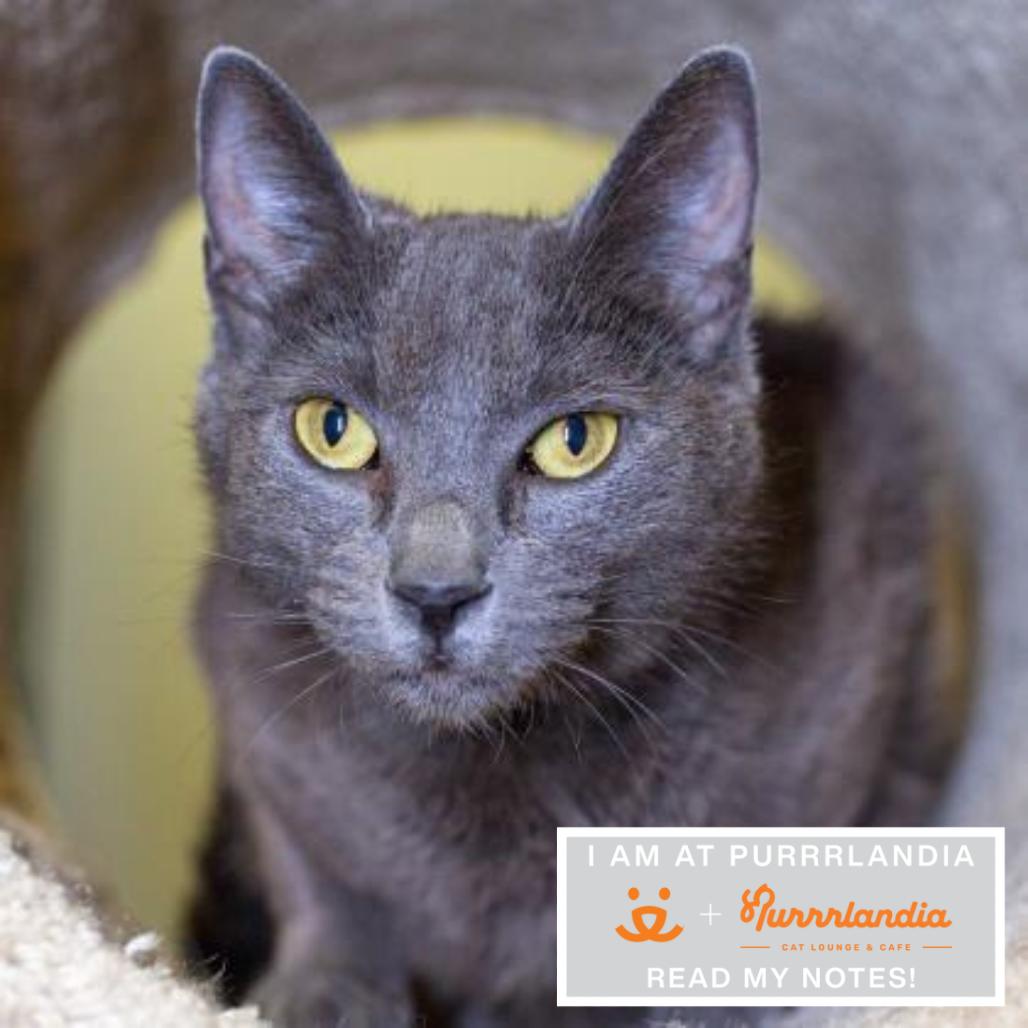 Wanda, Adoptable, Senior Female Domestic Short Hair.