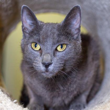 Enlarge Wanda, a Adoptable mixed breed in Los Angeles, CA image 1/1