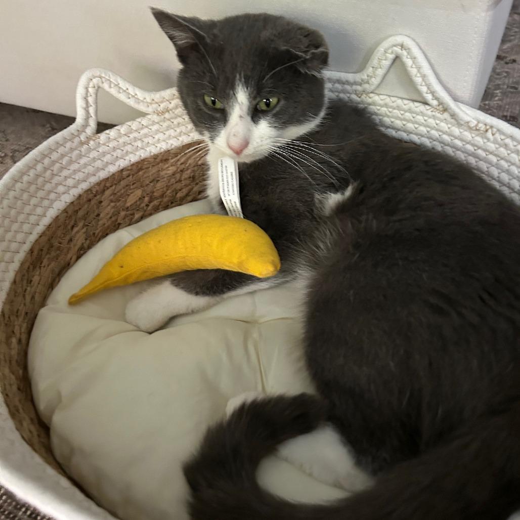 Tony- $25 Bissell Sponsored Adoption Fee!, a Adoptable Domestic Short Hair in Staten Island, NY image 1/5