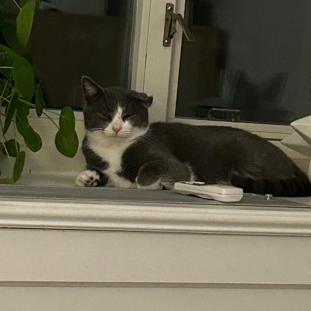 Tony- $25 Bissell Sponsored Adoption Fee!, a Adoptable Domestic Short Hair in Staten Island, NY image 2/5