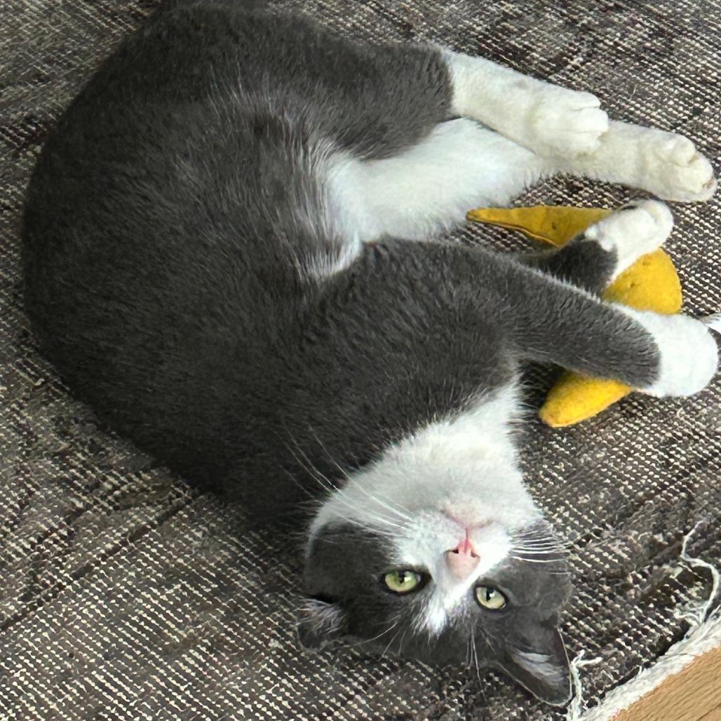 Tony- $25 Bissell Sponsored Adoption Fee!, a Adoptable Domestic Short Hair in Staten Island, NY image 3/5