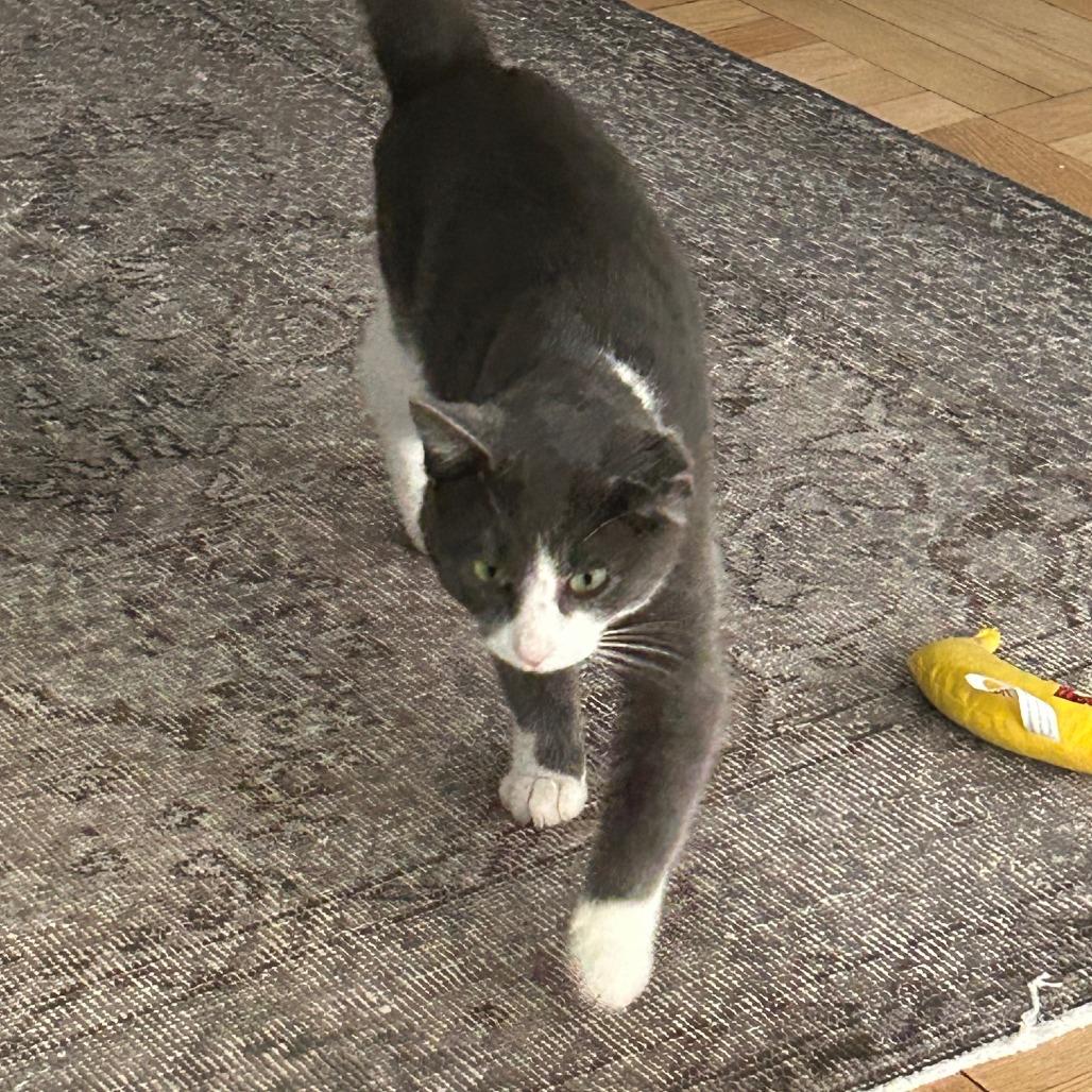 Tony- $25 Bissell Sponsored Adoption Fee!, a Adoptable Domestic Short Hair in Staten Island, NY image 4/5