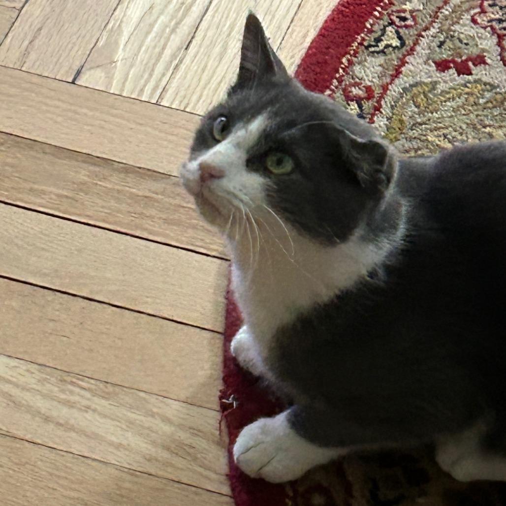 Tony- $25 Bissell Sponsored Adoption Fee!, a Adoptable Domestic Short Hair in Staten Island, NY image 5/5