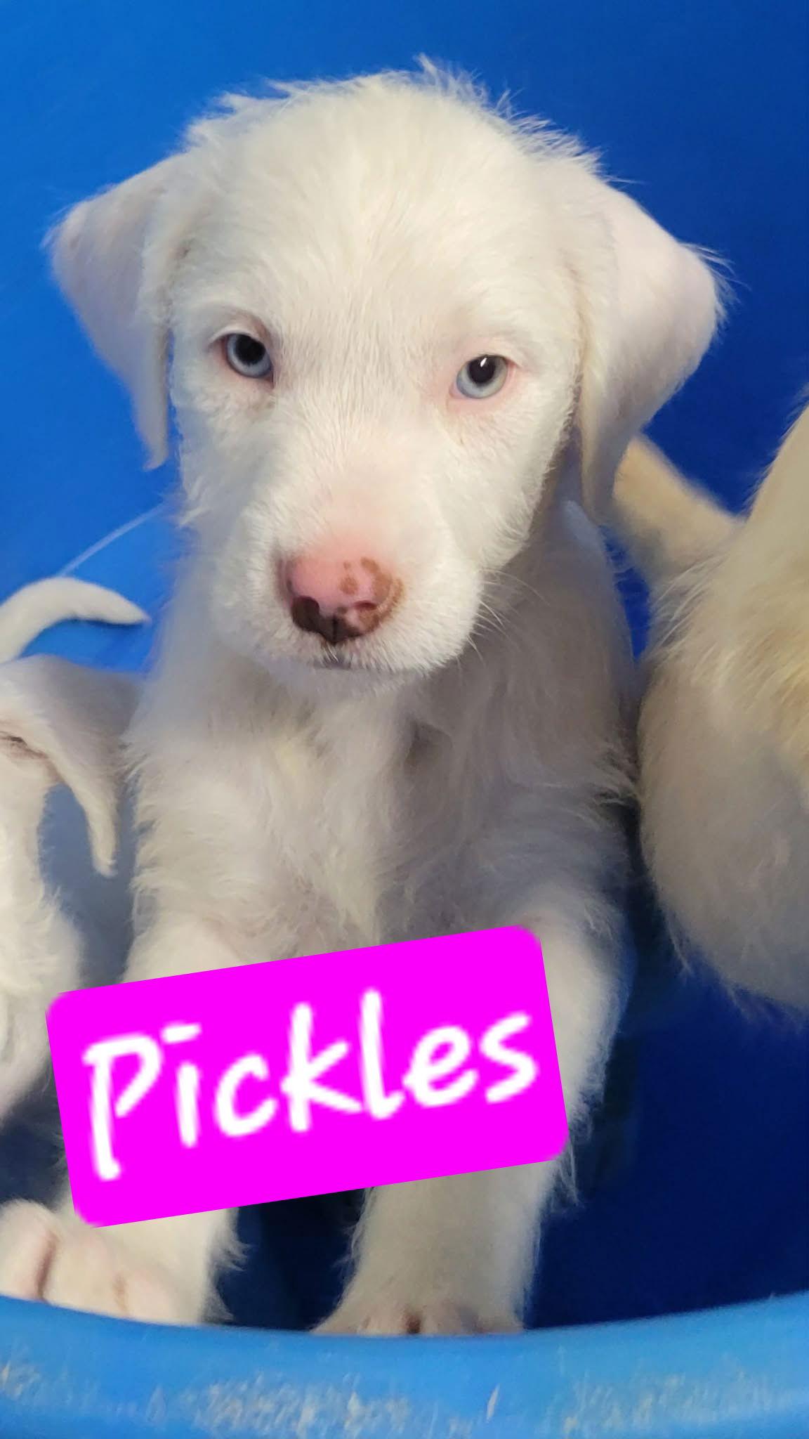 Doodles, Adoptable, Young Female Poodle & Labrador Retriever.