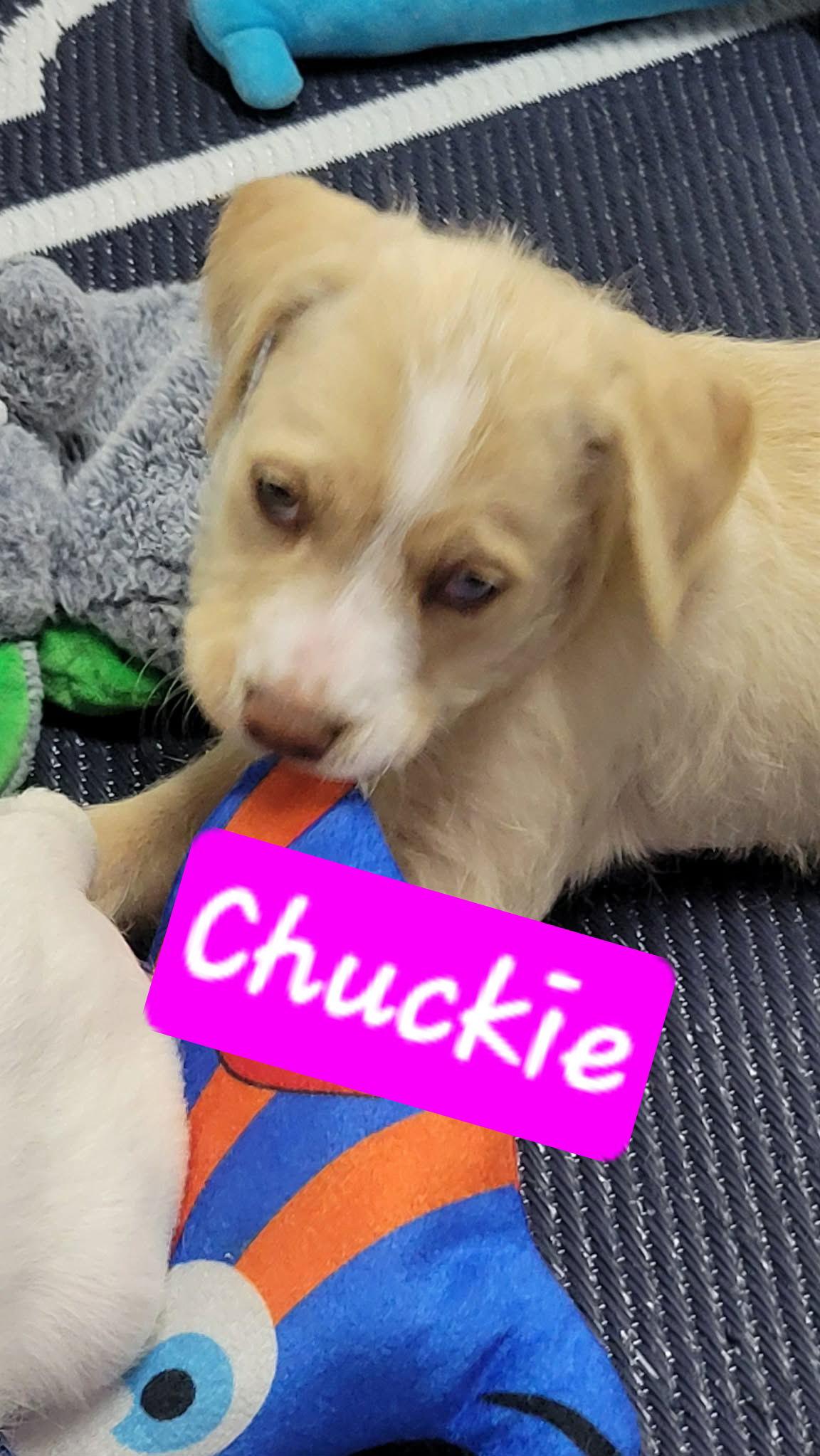 Enlarge Doodles, a Adoptable mixed breed in Brooksville, FL image 2/3