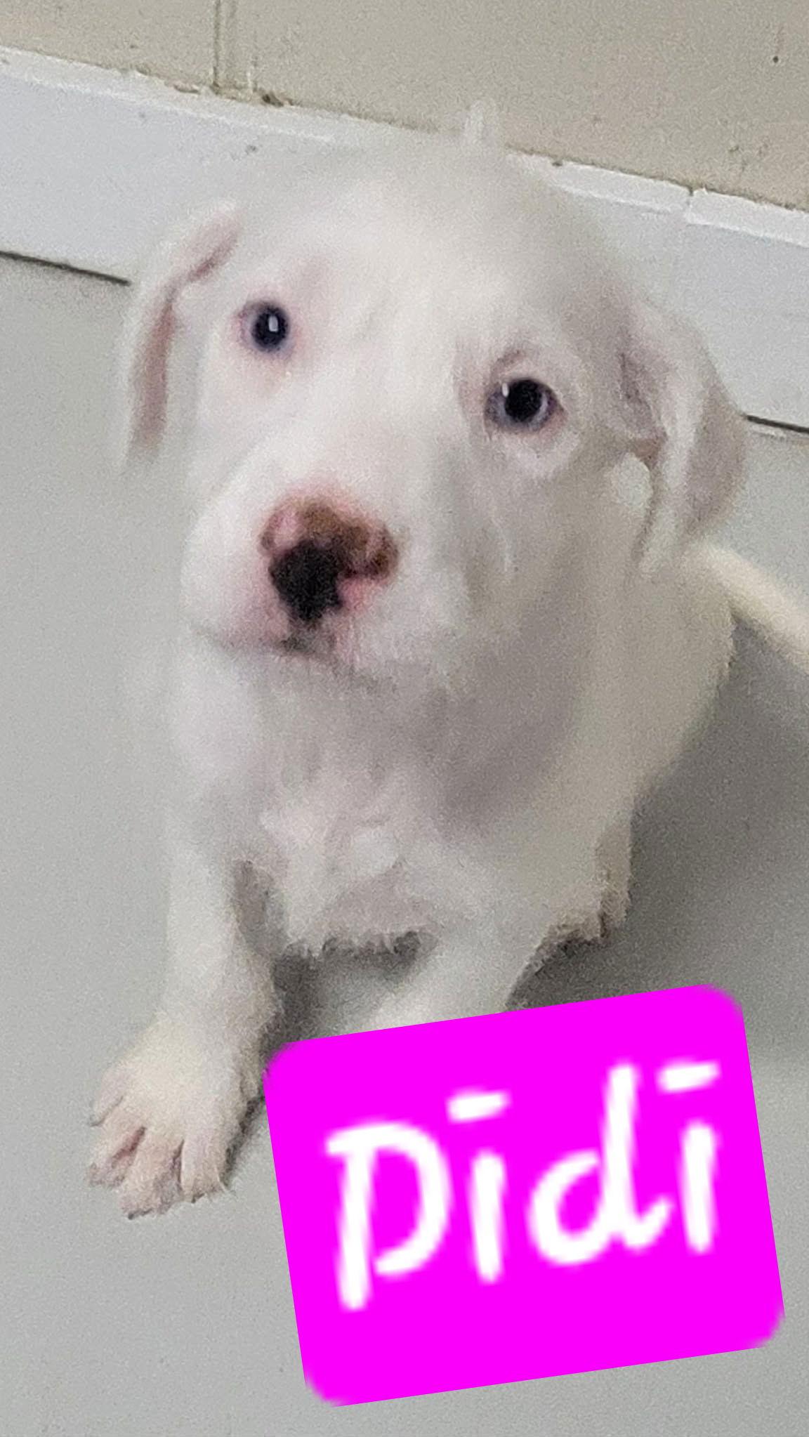 Doodles, Adopted, Young Female Poodle & Labrador Retriever.