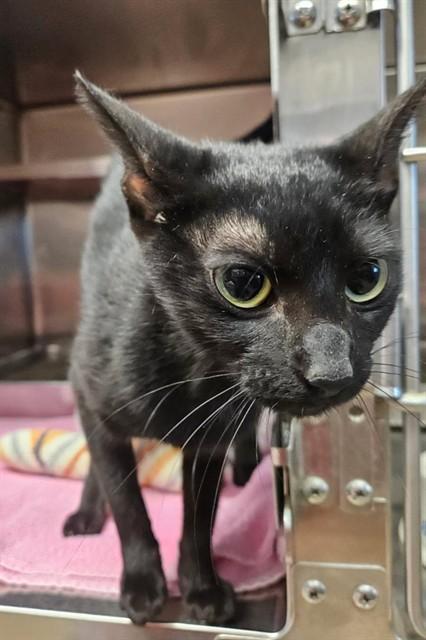 Enlarge GABBY, a Adoptable Domestic Short Hair in Decatur, IL image 1/1