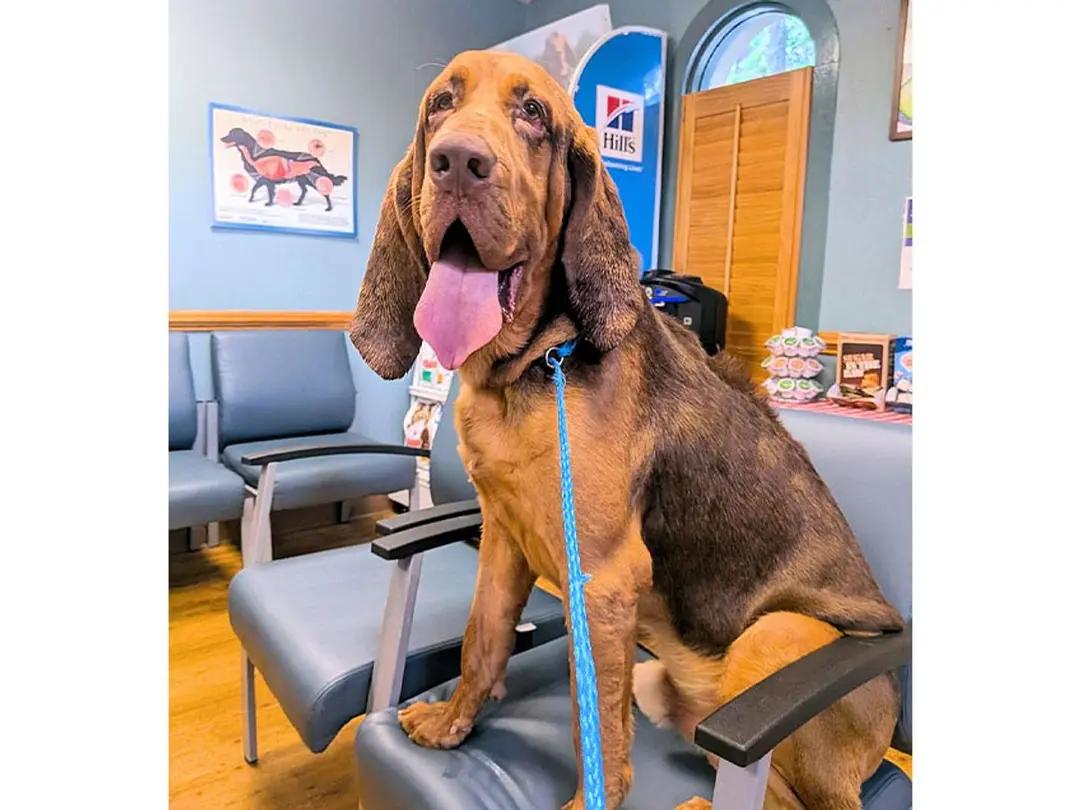 Enlarge Mr. Peabody (NC), an adopted Bloodhound in Williamsburg, VA image 2/5