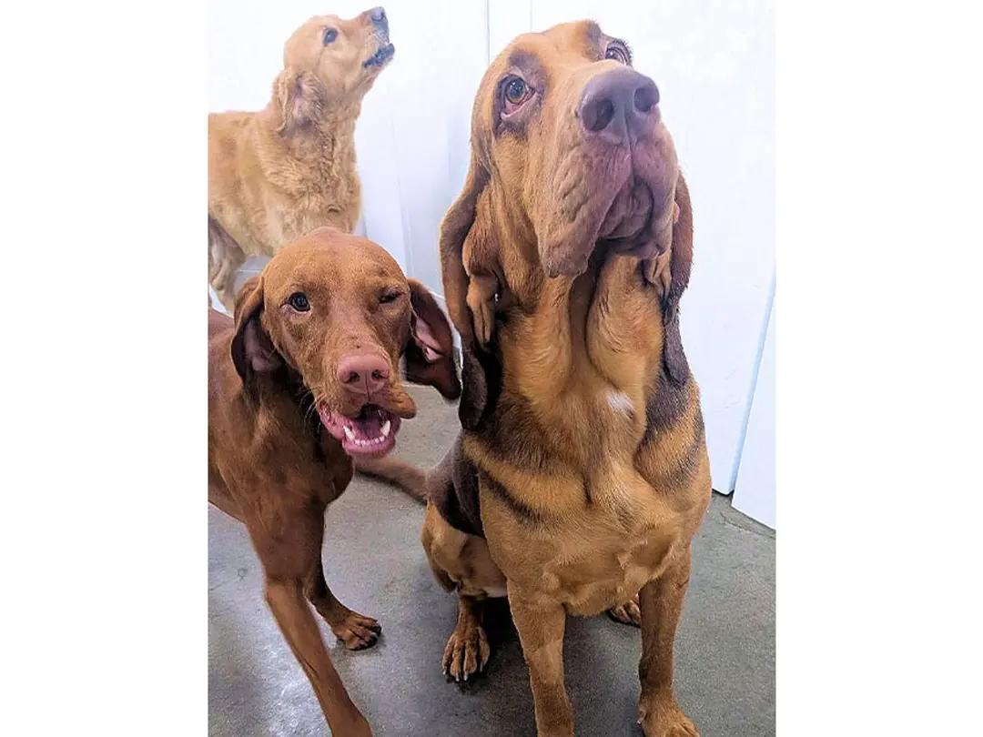 Enlarge Mr. Peabody (NC), an adopted Bloodhound in Williamsburg, VA image 3/5