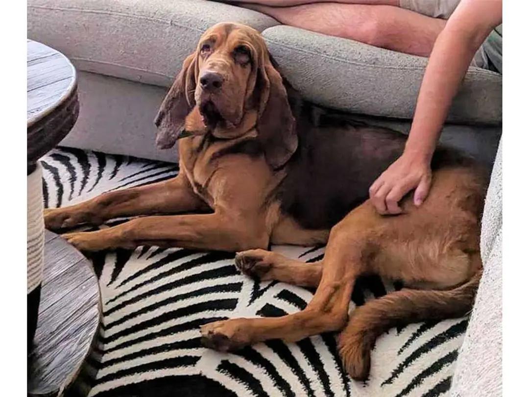Enlarge Mr. Peabody (NC), an adopted Bloodhound in Williamsburg, VA image 5/5