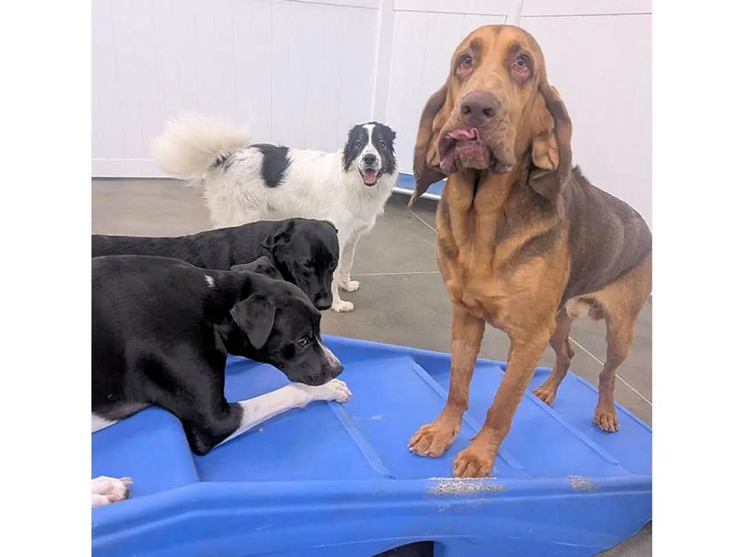 Enlarge Mr. Peabody (NC), an adopted Bloodhound in Williamsburg, VA image 4/5