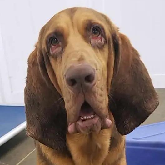 Enlarge Mr. Peabody (NC), an adopted Bloodhound in Williamsburg, VA image 1/5