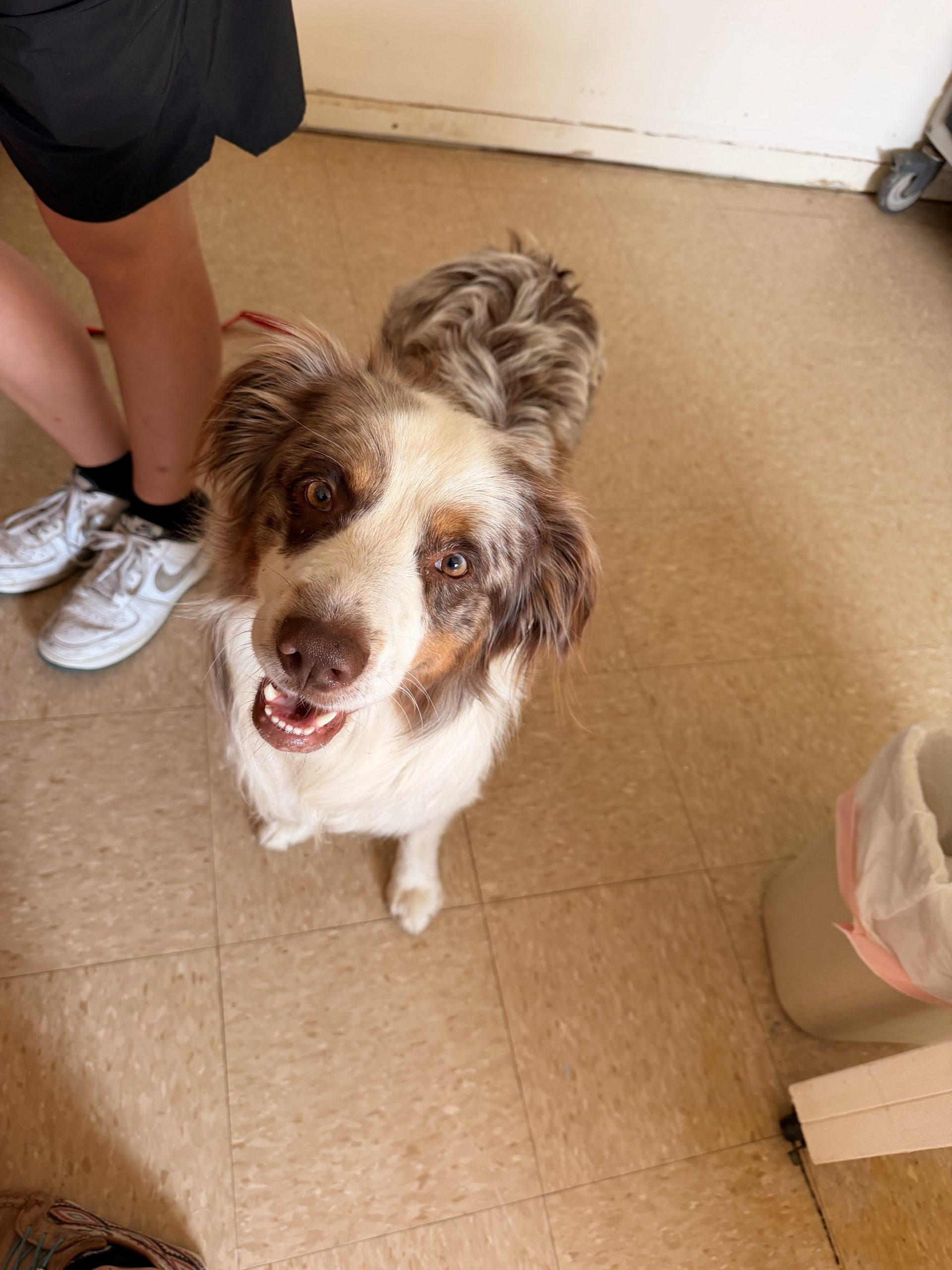 Jj, Adoptable, Puppy Male Australian Shepherd.
