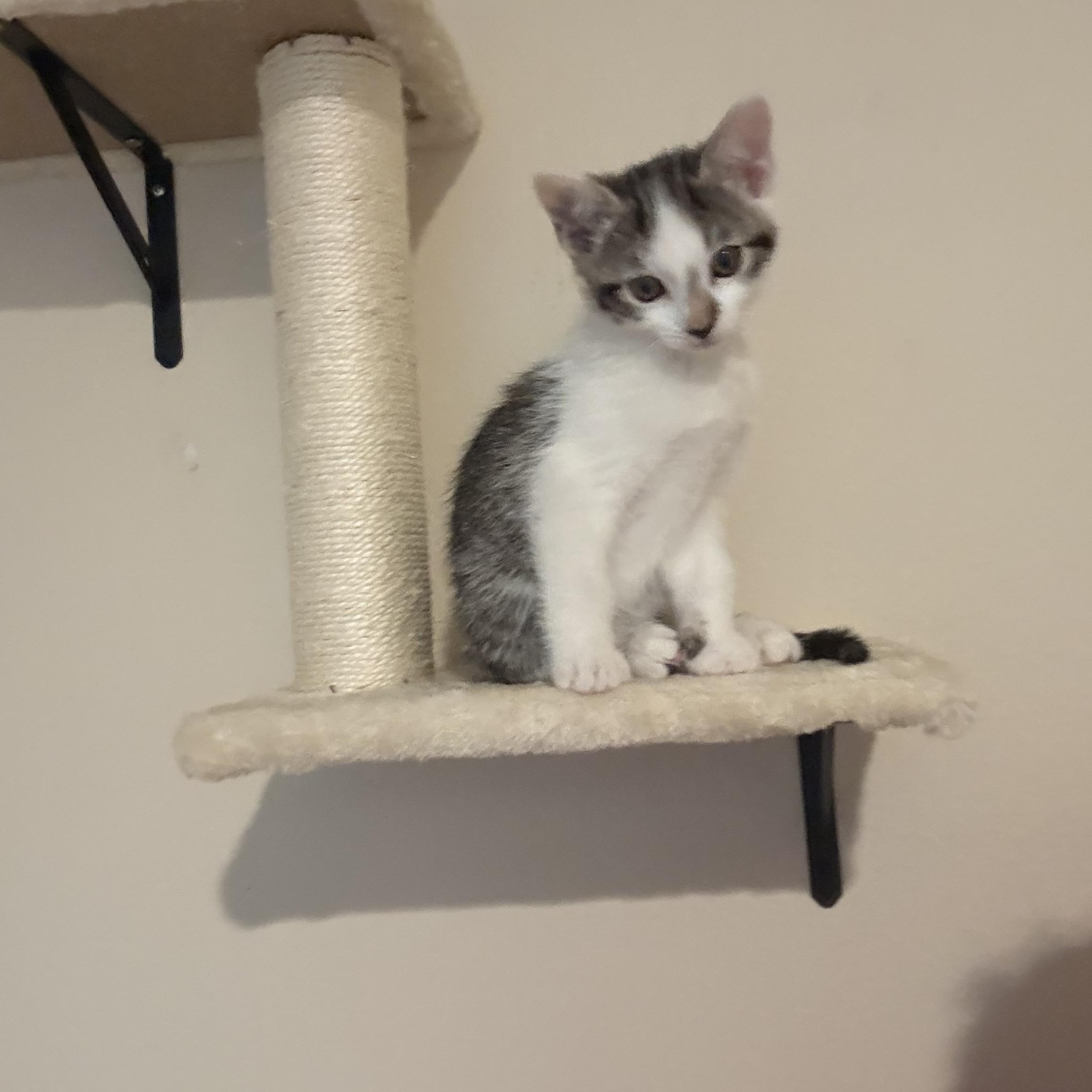 Enlarge Picollina, a ADOPTABLE Tabby in Woodinville, WA image 3/5