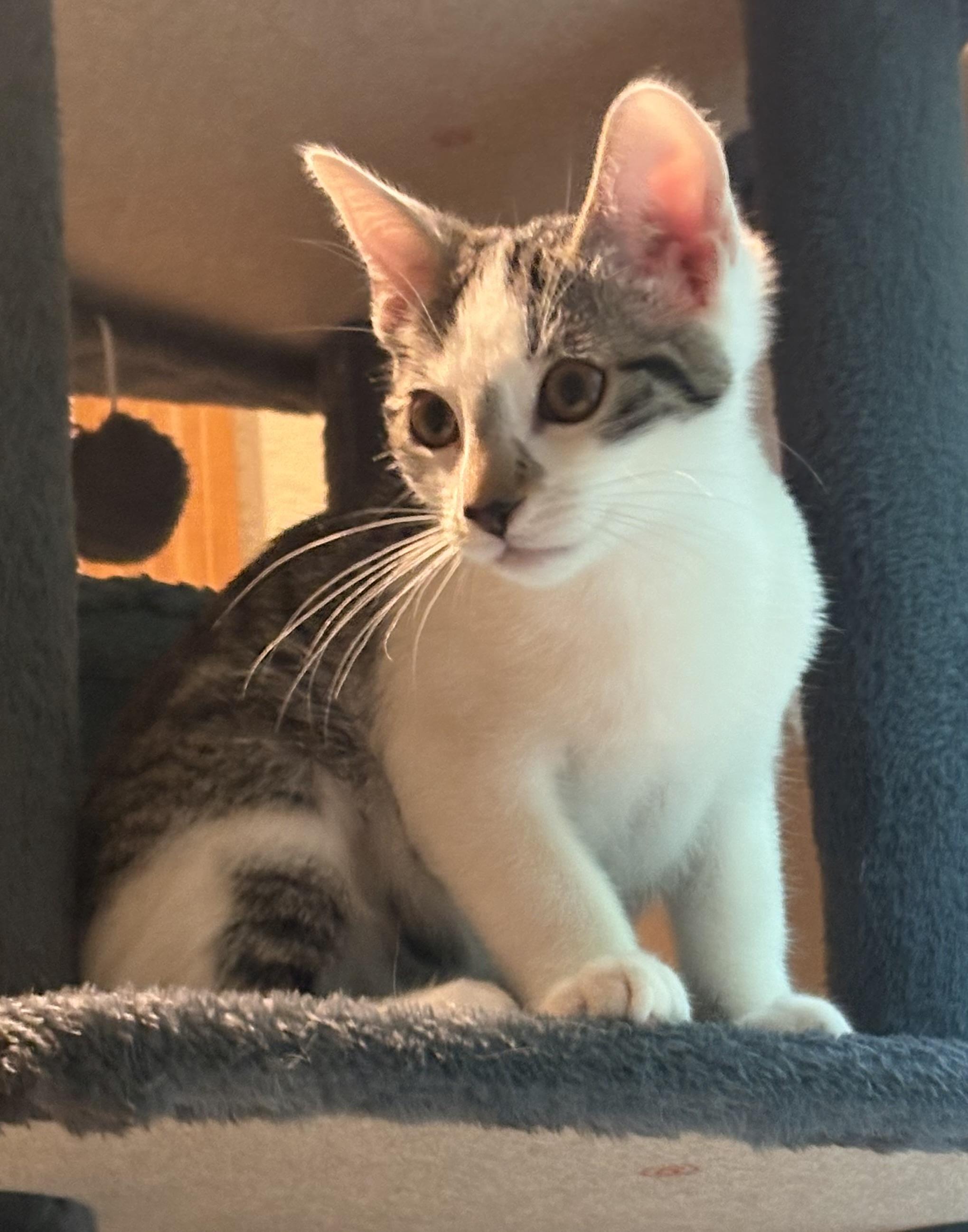 Enlarge Picollina, a ADOPTABLE Tabby in Woodinville, WA image 1/5