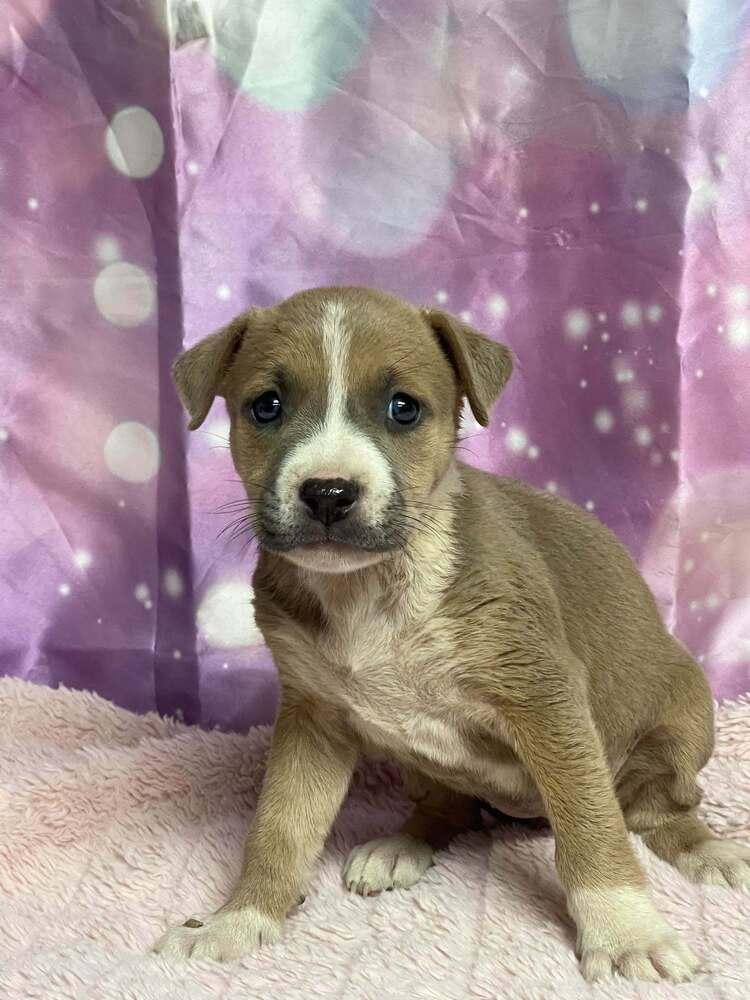 Furniture Duo - Loveseat, Adoptable, Puppy Female Boxer.