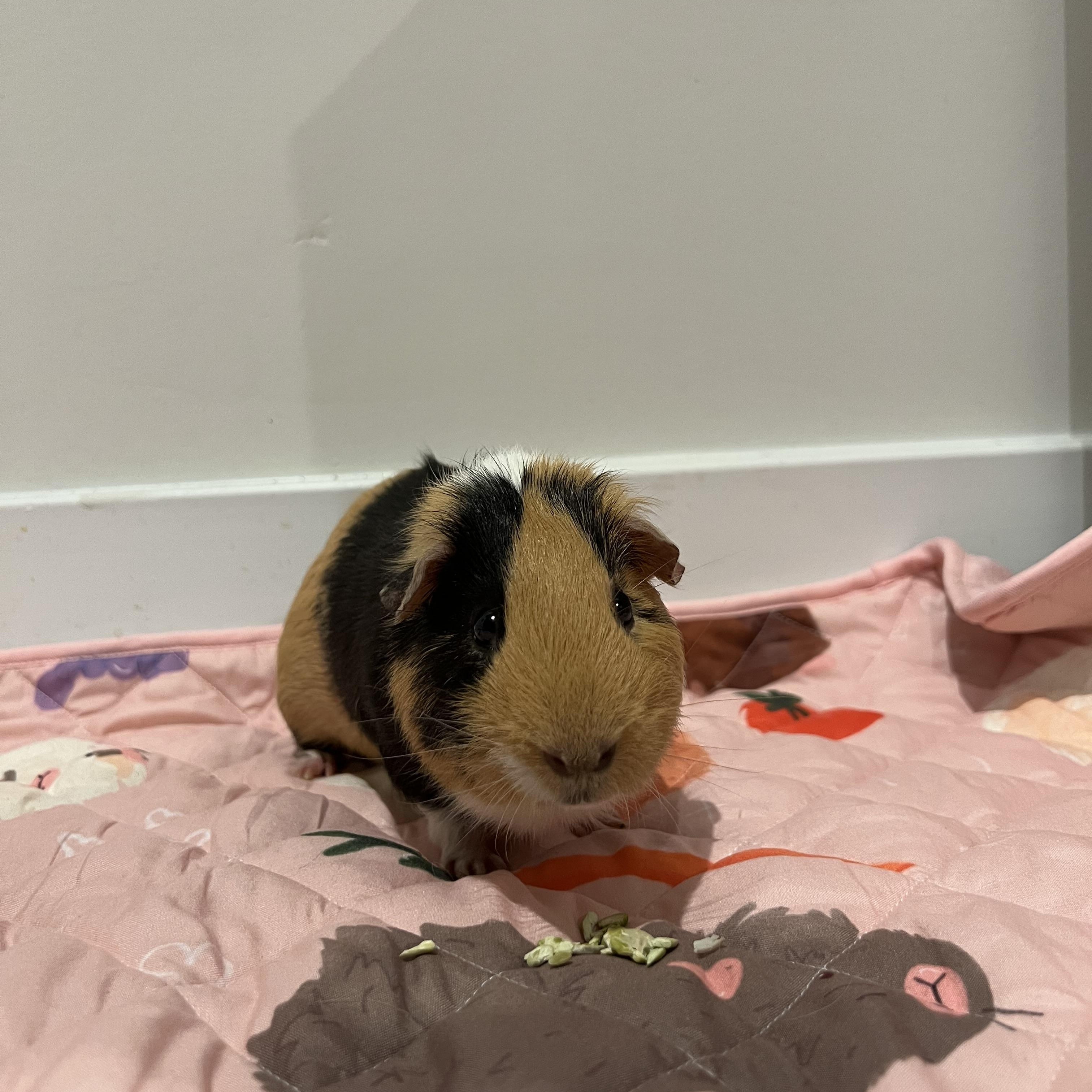 Enlarge Peanut , a ADOPTABLE Short-Haired in Frederick, MD image 5/5