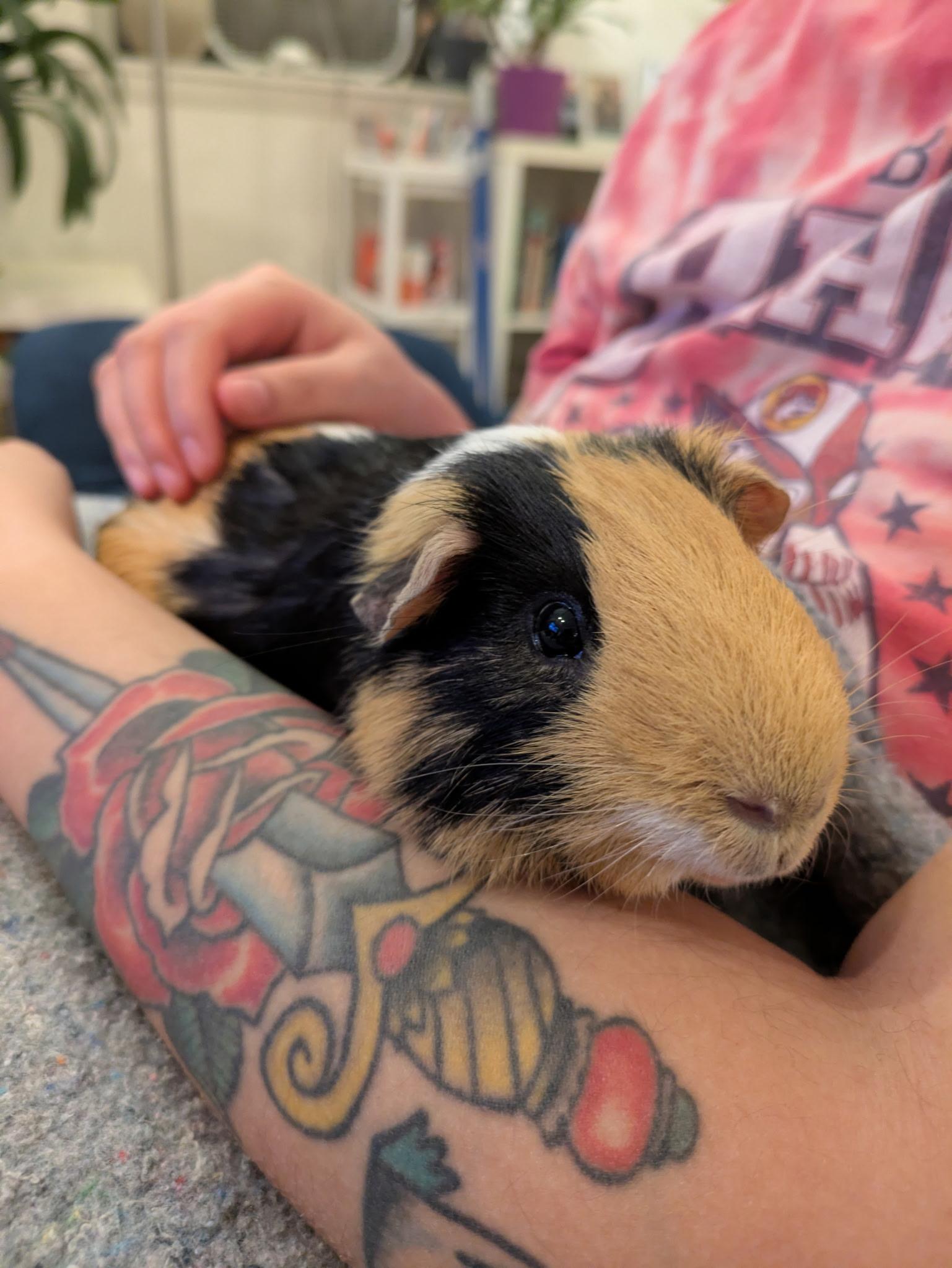 Enlarge Peanut , a ADOPTABLE Short-Haired in Frederick, MD image 2/5