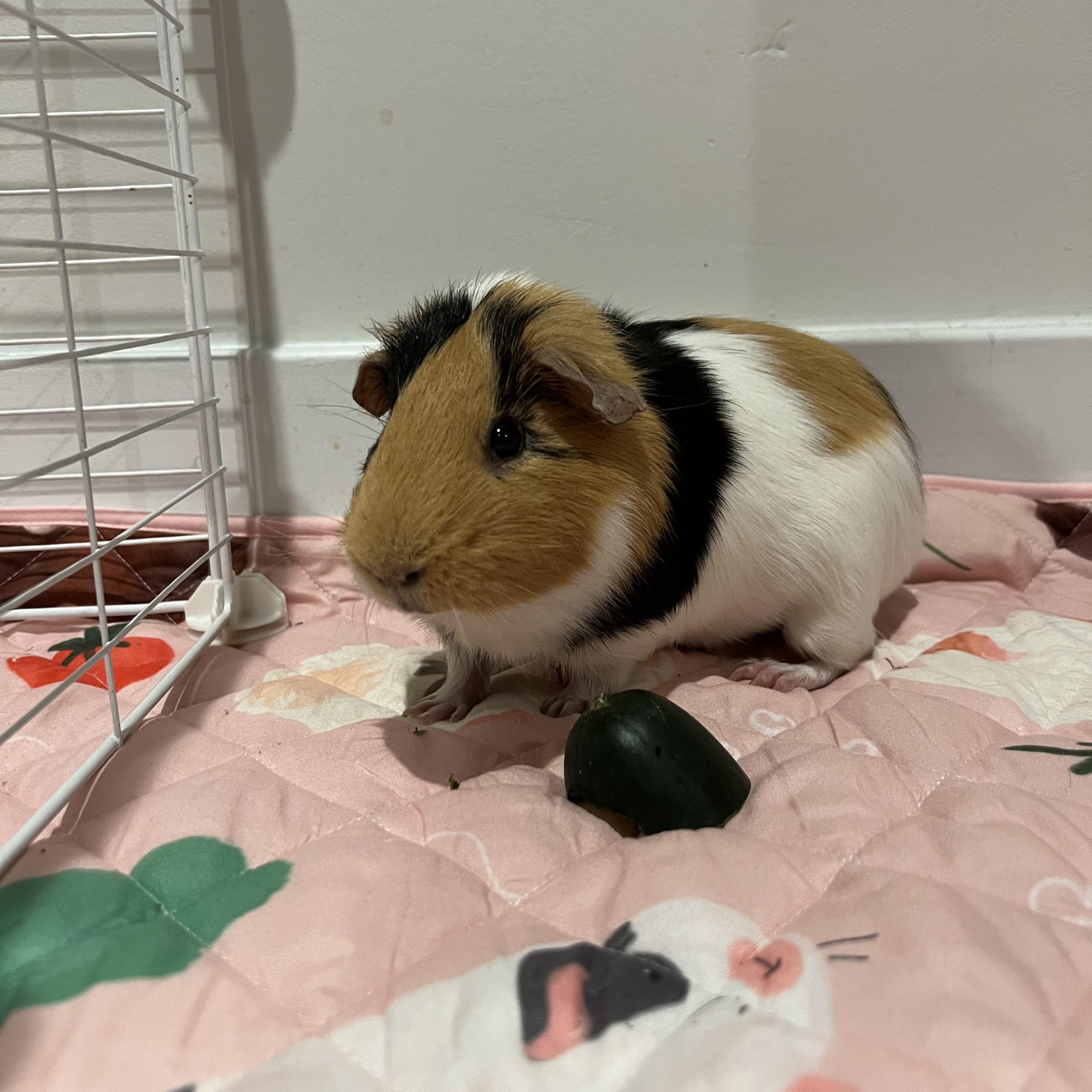 Enlarge Peanut , a ADOPTABLE Short-Haired in Frederick, MD image 4/5