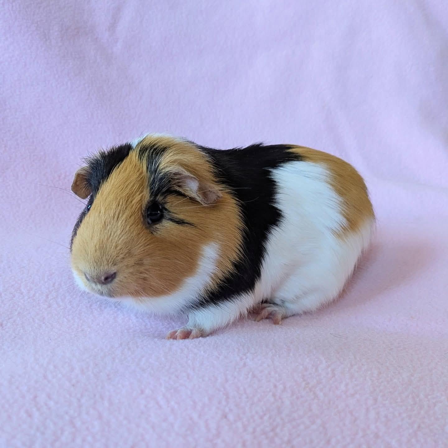 Enlarge Peanut , a ADOPTABLE Short-Haired in Frederick, MD image 1/5