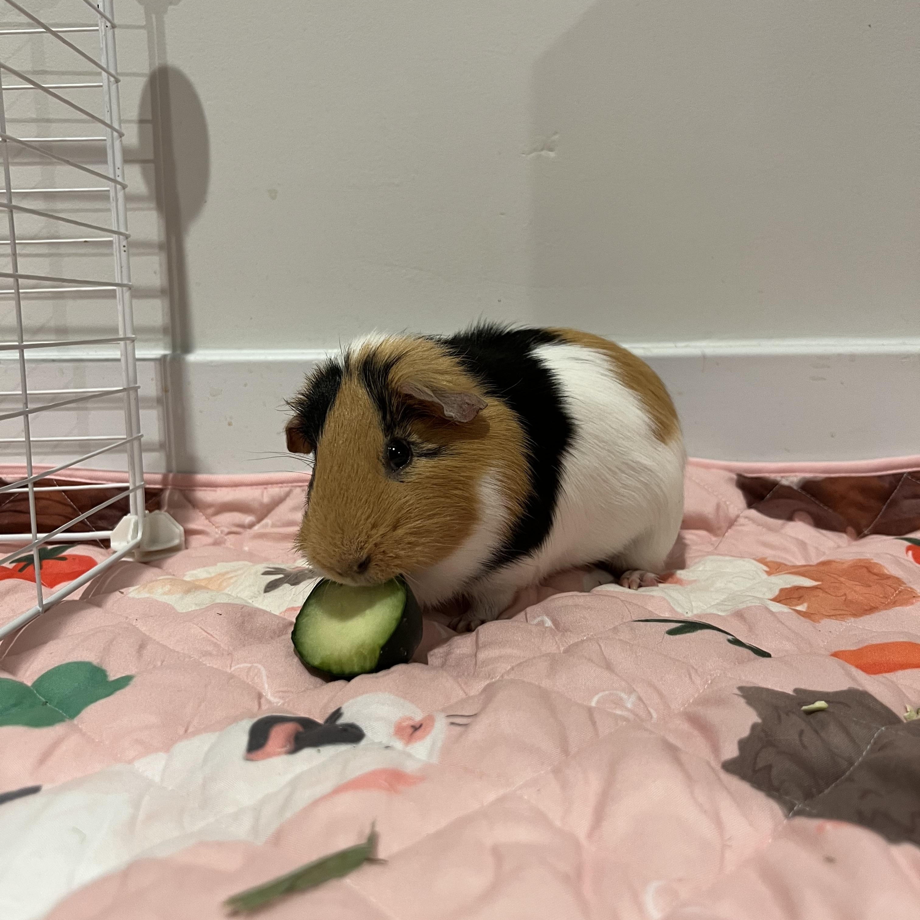 Enlarge Peanut , a ADOPTABLE Short-Haired in Frederick, MD image 3/5