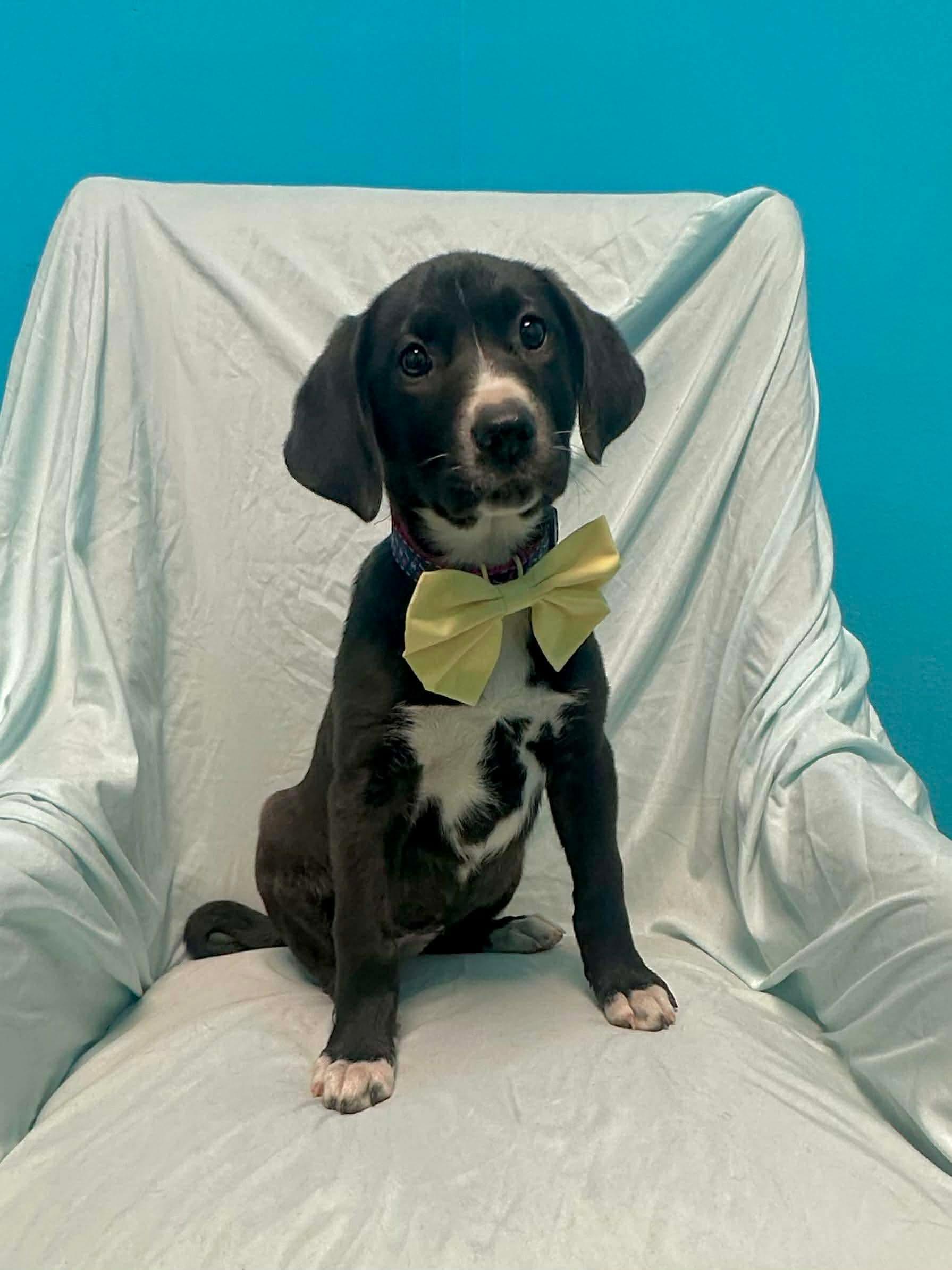 Muddles, ADOPTABLE, Puppy Female Labrador Retriever & Hound.