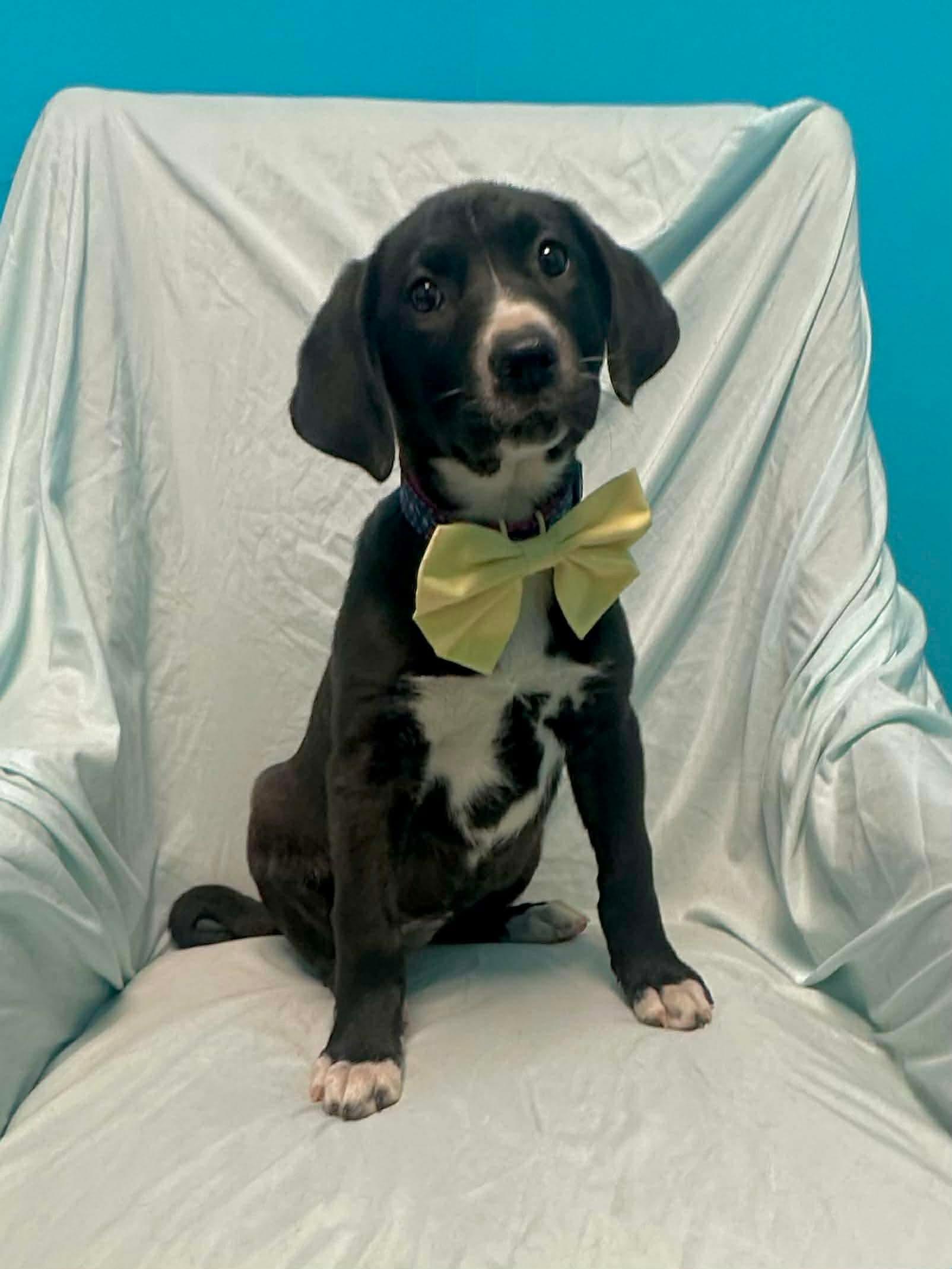 Muddles, a ADOPTABLE mixed breed in Walker, LA image 3/3