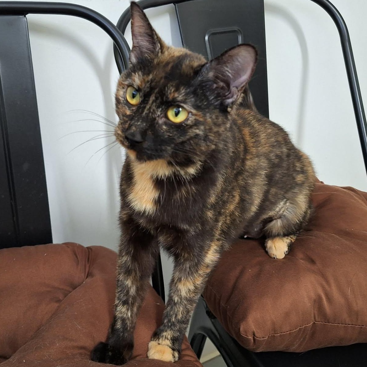 Enlarge Blossom, a ADOPTABLE Domestic Short Hair in St. Maries, ID image 1/1