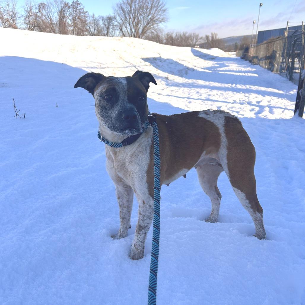 Challah, Adoptable, Adult Female Cattle Dog & Mixed Breed.