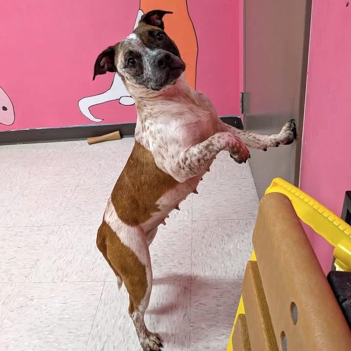 Enlarge Challah, a Adoptable mixed breed in Binghamton, NY image 2/3